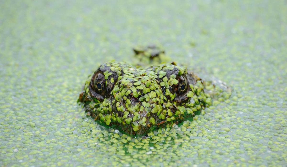 The Weekly Markets of the Dordogne: A Complete Day-by-Day Guide