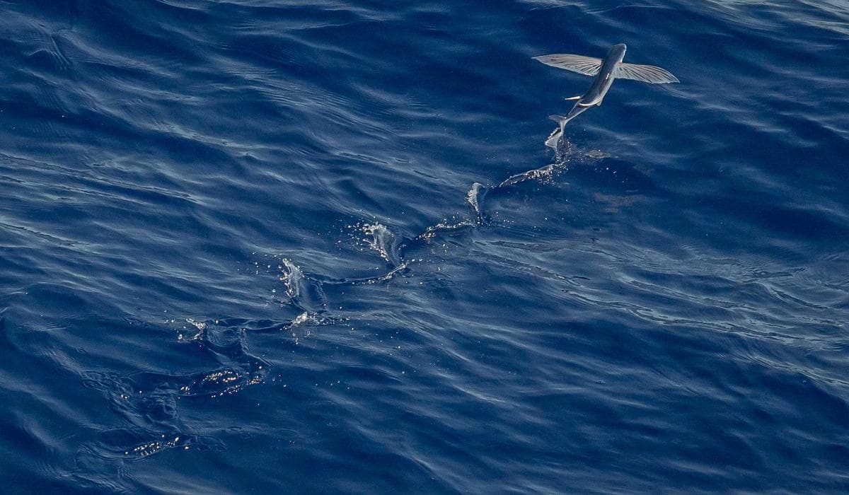 Planning Your First Holiday in the Dordogne: A Complete First-Timer's Guide